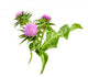Milk Thistle