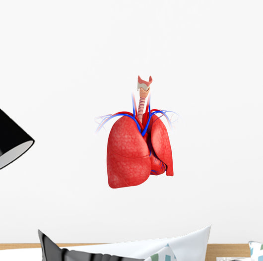 Male lungs anatomy Wall Decal