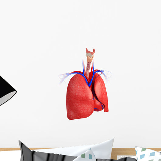 Male lungs anatomy Wall Decal