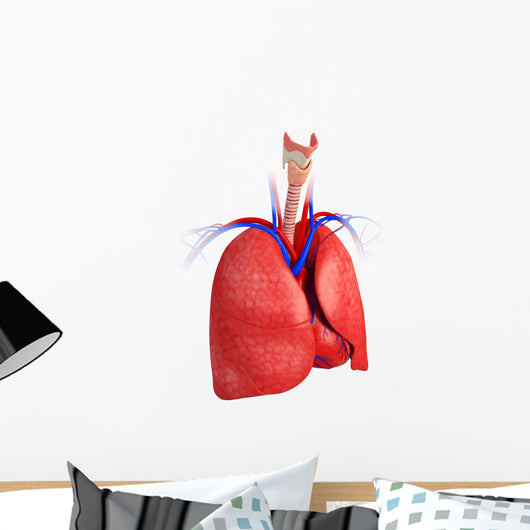 Male lungs anatomy Wall Decal