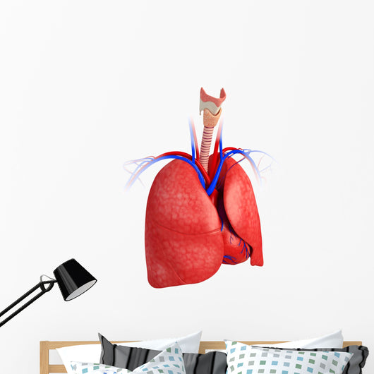 Male lungs anatomy Wall Decal