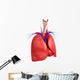Male lungs anatomy Wall Decal