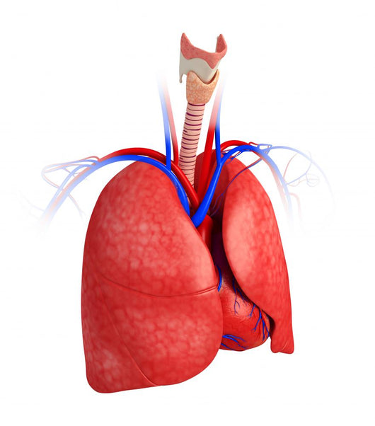 Male lungs anatomy Wall Decal