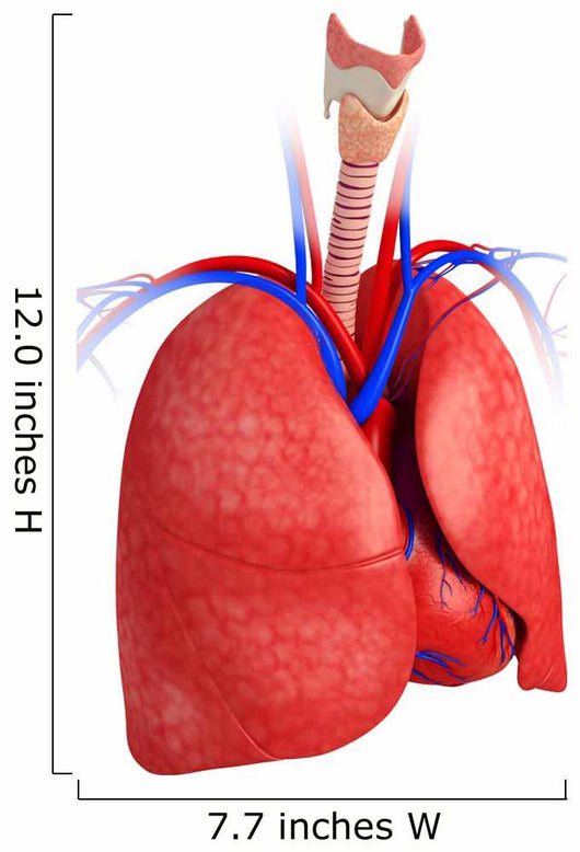 Male lungs anatomy Wall Decal