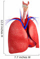 Male lungs anatomy Wall Decal