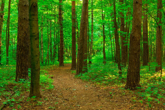 Walking Path Summer Park