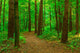 Walking Path Summer Park