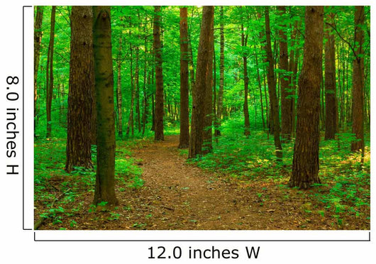 Walking Path Summer Park
