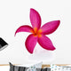 Frangipani Flower