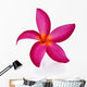 Frangipani Flower