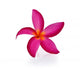 Frangipani Flower