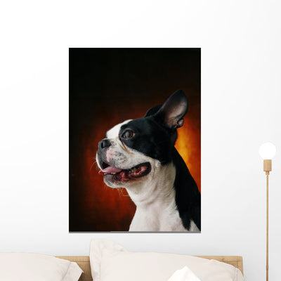 Boston Terrier Wall Mural shown on a wall
