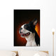 Boston Terrier Wall Mural