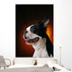 Boston Terrier Wall Mural