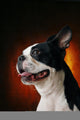 Boston Terrier Wall Mural