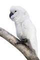 Cockatoo Perching Branch
