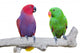 Two Cockatoo Birds Wall Decal