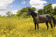 Horse Pasture Wildflowers Wall Decal