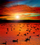 Sunset Lake with water birds. Ducks geese and coots Wall Mural