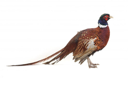 Pheasant Wall Decal