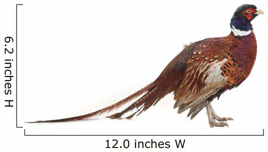 Pheasant Wall Decal