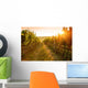 Sunrise over a vineyard Wall Mural