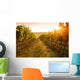 Sunrise over a vineyard Wall Mural