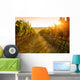 Sunrise over a vineyard Wall Mural