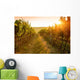 Sunrise over a vineyard Wall Mural