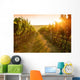 Sunrise over a vineyard Wall Mural