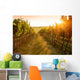 Sunrise over a vineyard Wall Mural
