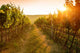 Sunrise over a vineyard Wall Mural