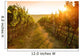 Sunrise over a vineyard Wall Mural