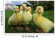 Little Ducklings Exploring World Wall Decal