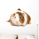 Guinea Pig Wall Decal