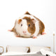Guinea Pig Wall Decal