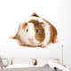 Guinea Pig Wall Decal