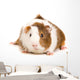 Guinea Pig Wall Decal