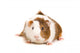 Guinea Pig Wall Decal