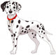 Cute Dalmatian Dog Wall Decal