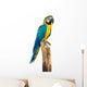 Macaw Bird White
