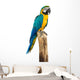 Macaw Bird White