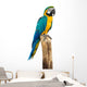 Macaw Bird White
