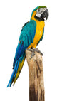 Macaw Bird White