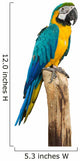 Macaw Bird White