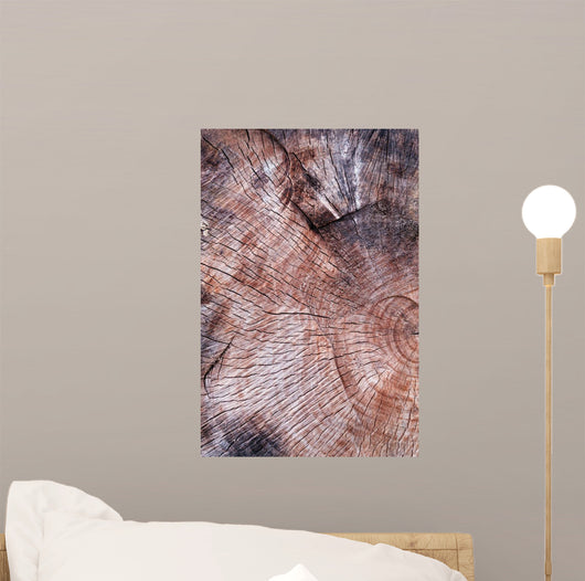 Wood Texture Cutted Tree