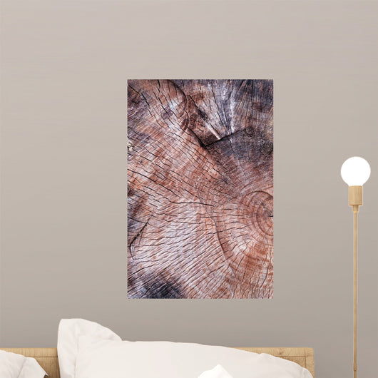 Wood Texture Cutted Tree