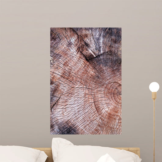 Wood Texture Cutted Tree