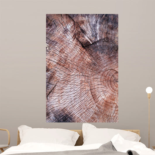 Wood Texture Cutted Tree