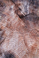 Wood Texture Cutted Tree